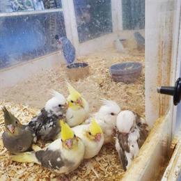 Cockatiel Whiteface for Rehoming - Friendly and Hand-Tamed in Norwalk, ct