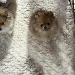 Red Female Pomeranian Puppy Taking Deposits in Fort Wayne, in