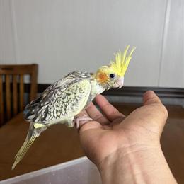 Cockatiels for Hand Feeding in Miami, fl