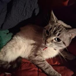 Siamese Cat Available - 8 Months Old in Columbus, oh