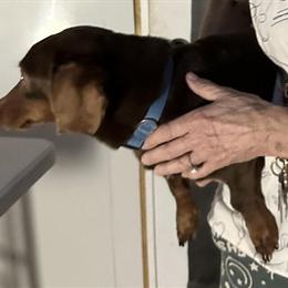 Dachshund Looking for Loving Home in Navasota, tx