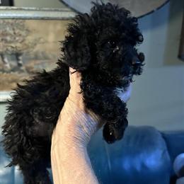 Toy Poodles - 2 Males Ready for Loving Homes in Navasota, tx