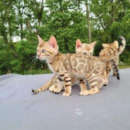 Tica Registered Bengal Kittens Available in Altoona, pa