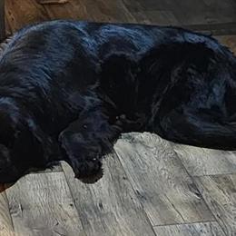 Newfoundland Puppy from Champion Bloodlines in Germantown, tn