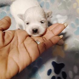 Shih Tzu and Pomeranian Mix Puppies Available in Detroit, mi