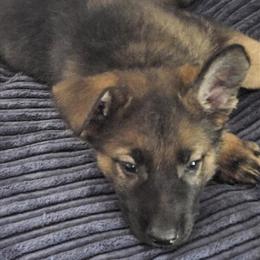 German Shepherd Puppies - 2 Males Available in Dayton, oh