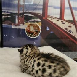 Savannah Kittens Available for Rehoming in Manteca, ca
