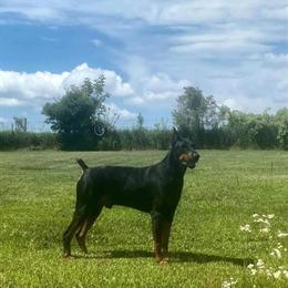 Doberman Pinscher Puppies Available in Eau Claire, WI in Eau Claire, wi