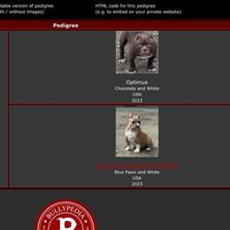 Show Quality American Bully Puppies Available in Boston, ma