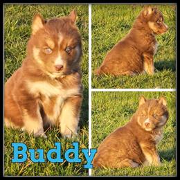 Siberian Huskies - AKC Registered Puppies Available in Midland, mi