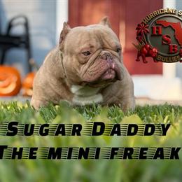 Nano Sugar Daddy Available for Stud at $1,000 in Orlando, fl