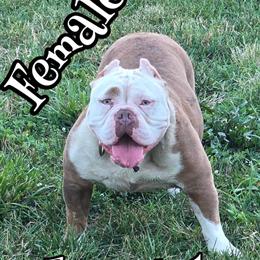 Fawn Merle American Bully Female, 3 Years Old in Portage, in