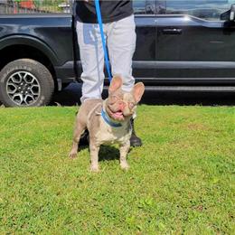 French Bulldog - Registered Merle with Paperwork in Spring, tx