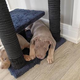 American Bully Puppy - 10 Weeks Old Female in Oak Park, il