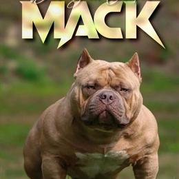 American Bully Puppies - ABKC GrCh Sired in Portage, in