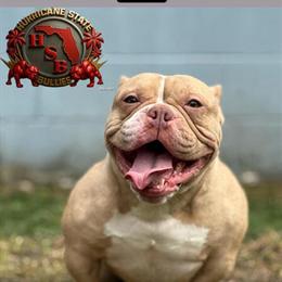 Adult female dog available for 3K in Orlando, fl