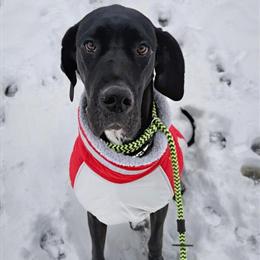 Looking for a young adult female Dane for service dog training in Columbus, oh