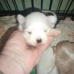 Shorkie Puppy Girl Ready at 8 Weeks in Jackson, mi