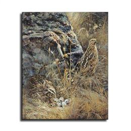 Jumbo Brown Coturnix Quail for Sale in Gloucester, va