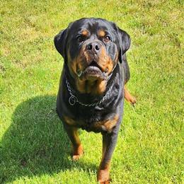 Rottweiler Litter with Champion Bloodlines Coming Spring 2026 in Hastings, mi