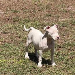 American Bully Female Puppy Available - 5 Months Old in Riverview, fl