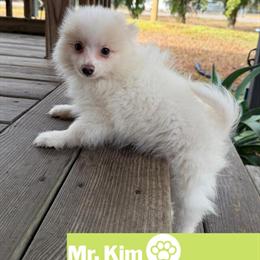 Pomeranian Puppies - 12 Weeks Old and Ready for Loving Homes in Riverview, fl