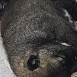 American Akita Puppies Available - 8 Weeks Old in Columbus, oh