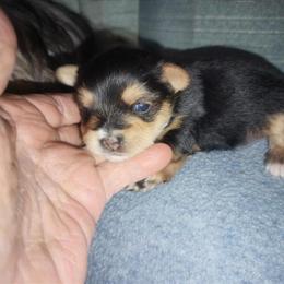 Yorkshire Terrier Puppy Boy Ready at 8 Weeks in Jackson, mi