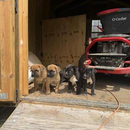 Cane Corso Puppies Available in Oxford, nc