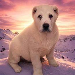 Male Central Asian Shepherd Puppy for Sale in Wentzville, mo