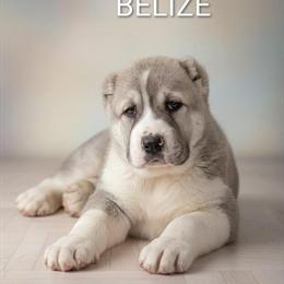 Central Asian Shepherd Female Puppy for Adoption in Wentzville, mo