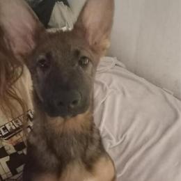 German Shepherd Puppies for Adoption in Burton, mi
