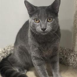 Russian Blue Kittens - Active and Playful in Rockford, il