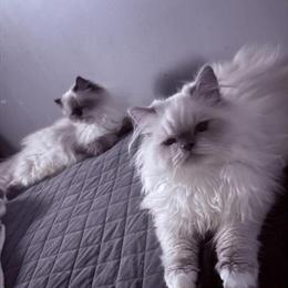 Himalayan Kittens - 8 Months Old, Neutered, Ready for New Home in Rockford, il