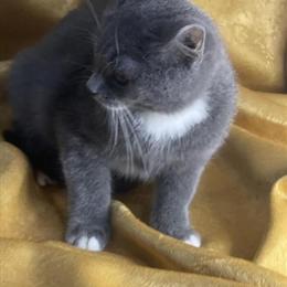 Russian Blue Mixed Kittens Ready for New Homes in Rockford, il