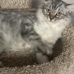 British Shorthair Kittens Ready for New Homes in Rockford, il