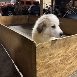 Great Pyrenees Puppy Available in South Hill, va