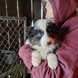 Reduced Australian Shepherd Puppy Ready for Forever Home in Remus, mi