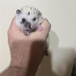 Hedgehogs Available in Neenah, Wisconsin in Neenah, wi