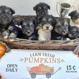Miniature Schnauzer Puppies Available in April and May in Dade City, fl