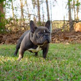 French Bulldog Stud Service Available in Asheboro, nc
