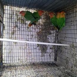 Lovebird Opalinos for Sale in Miami, fl