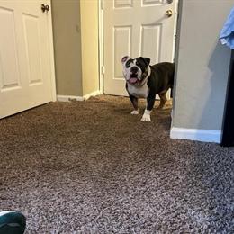 English Bulldog for sale in RDU area in Raleigh, nc