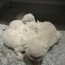Persian Kittens Available in White in Palm Coast, fl