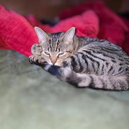 Burmese Kittens Available for Adoption in Bay City, mi