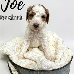 Standard Goldendoodles Ready for Adoption in Taylorsville, nc