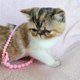 Tabby Kitten Available in Norman, ok