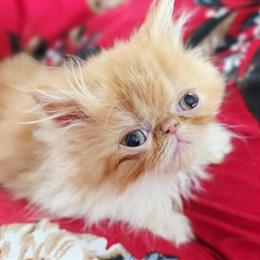 Persian Kitten - Red Bicolor Girl with Purple Bow in Norman, ok