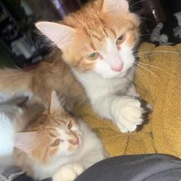 Maine Coon Kittens: 6 Months Old Brothers for Rehoming in Flushing, mi