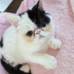 Bicolor Female Kitten Looking for a Loving Home in Norman, ok